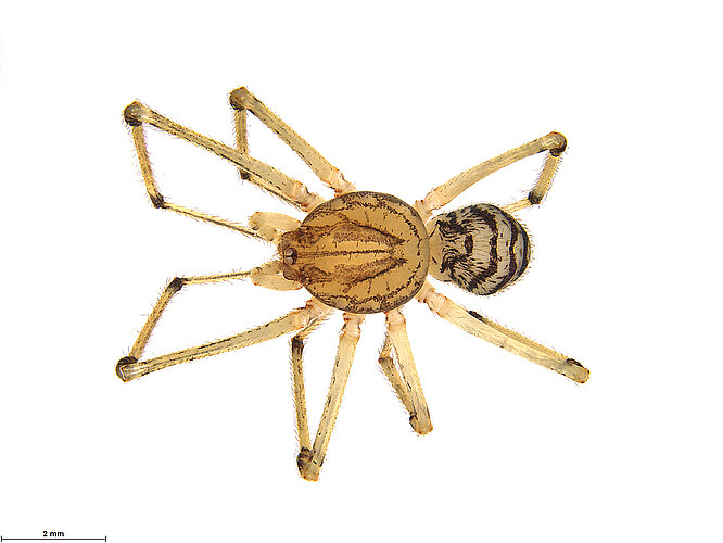 striatipes