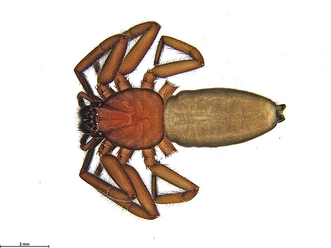 FP-13230