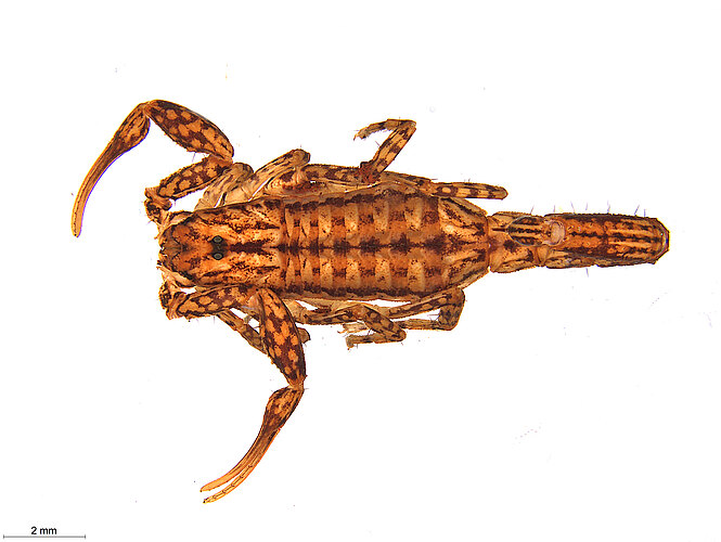 FP-12653 (WAM SCO024)