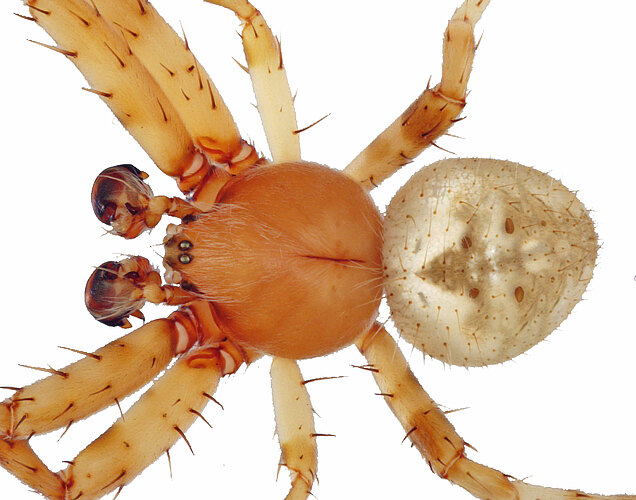 punctigera