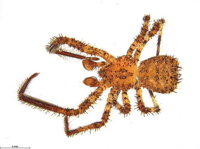 arenata