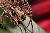 Order: Blattodea s. str. (Cockroaches)