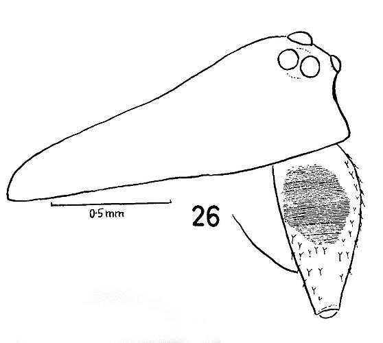 remota