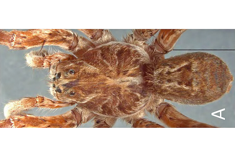 semicincta