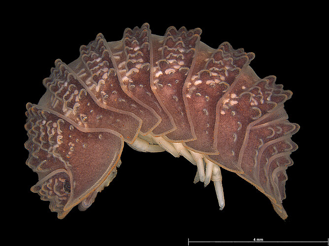 pseudopyrgoniscus