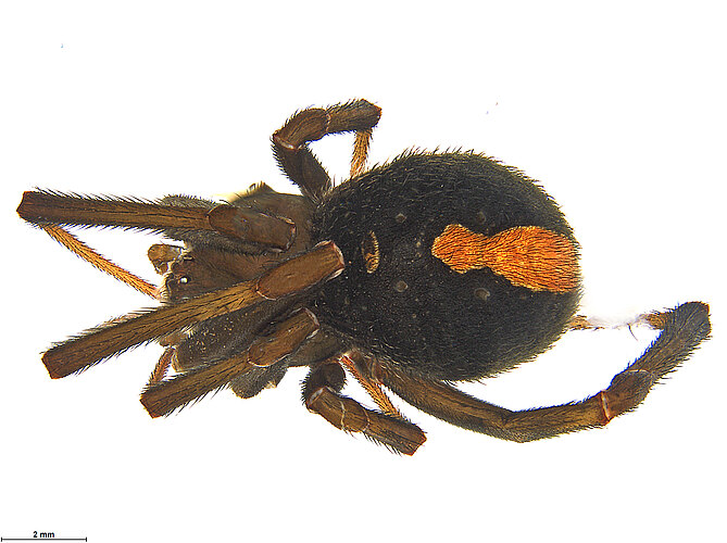 hasseltii