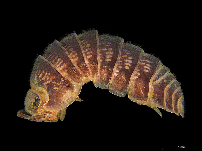 FP-14972