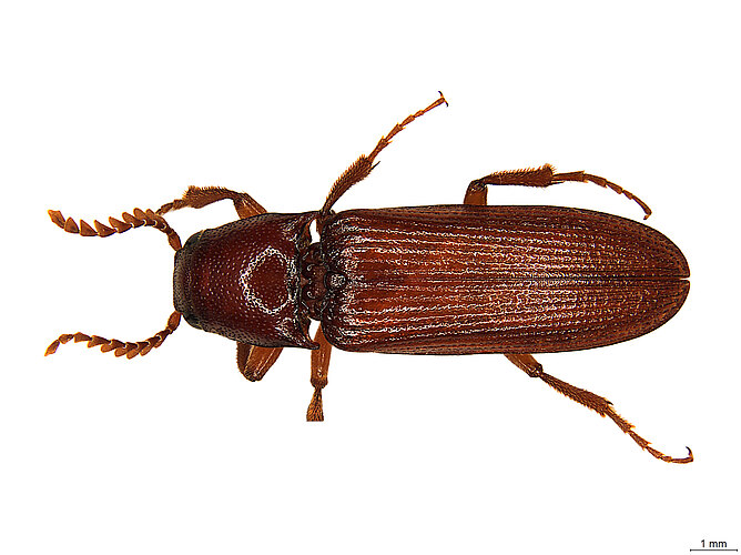 FP-1739 (BWI sp. 14)