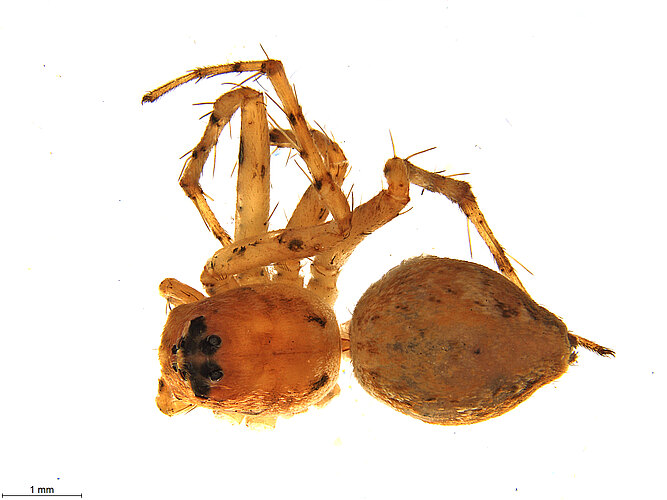 FP-10945