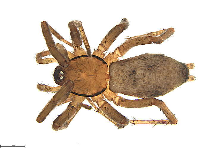 FP-14260