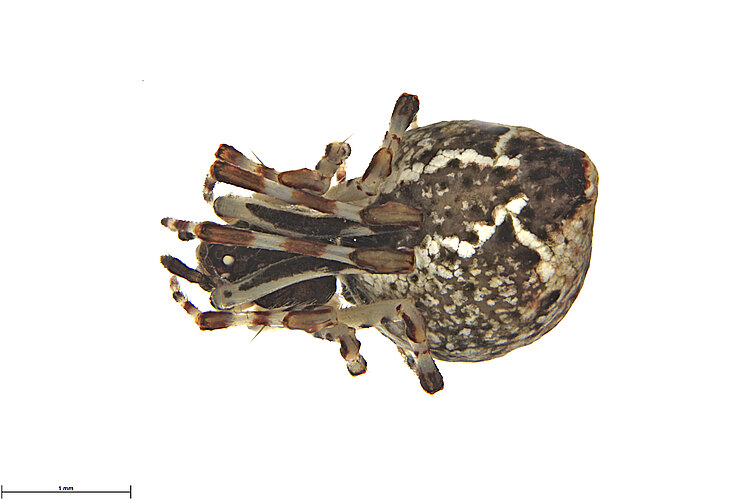 FP-14253