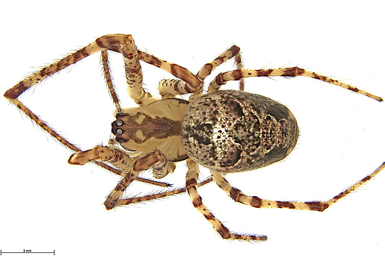 tasmaniensis