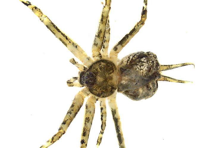 FP-14881
