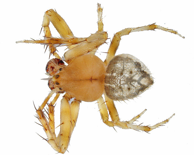 acuminatus