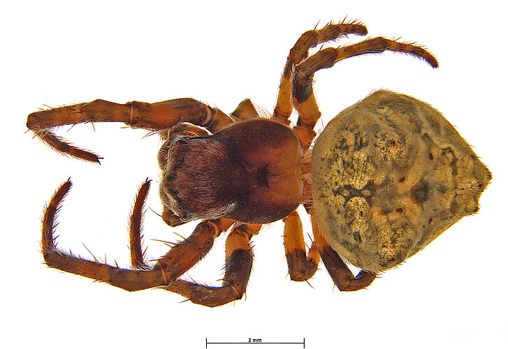olorina