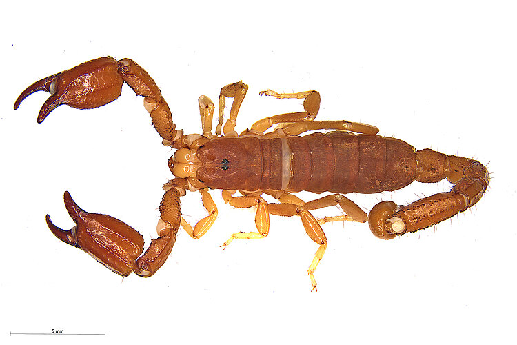 FP-4764 (WAM SCO027)