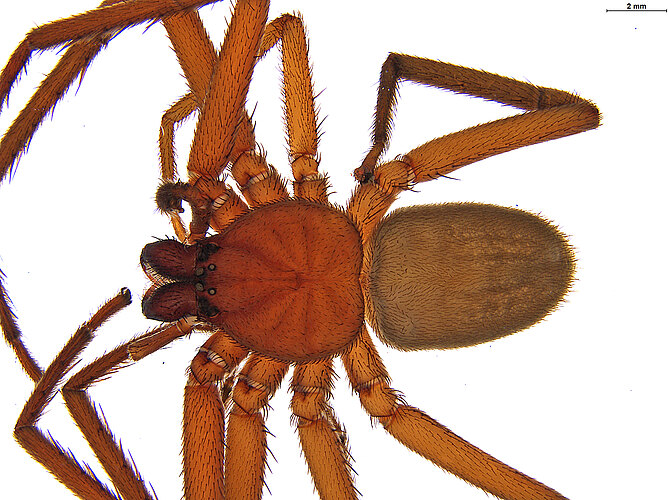 diversus