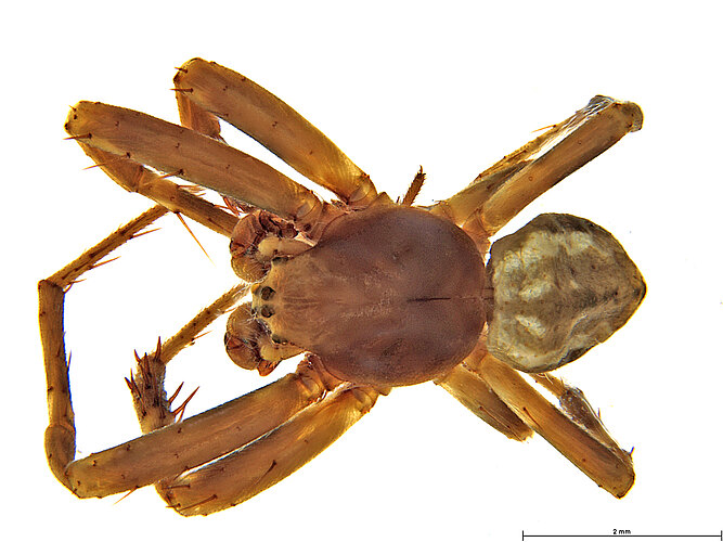 brisbanae