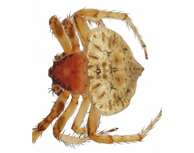 FP-11628