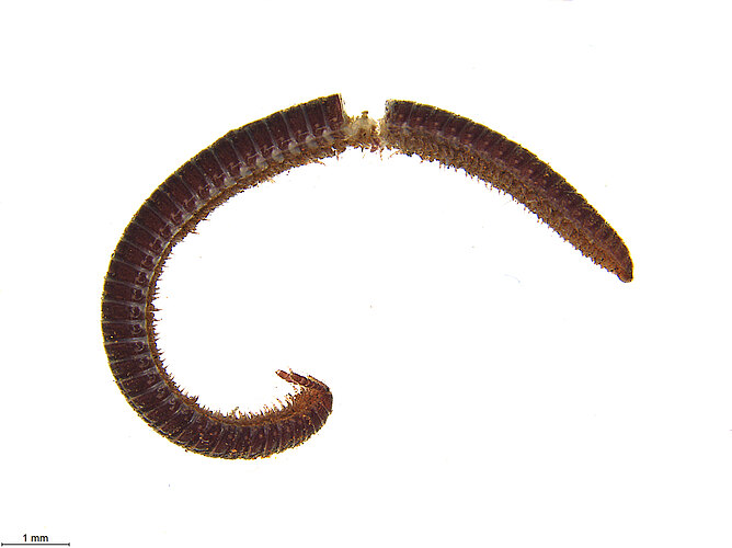FP-15053