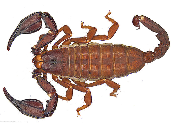 planimanus