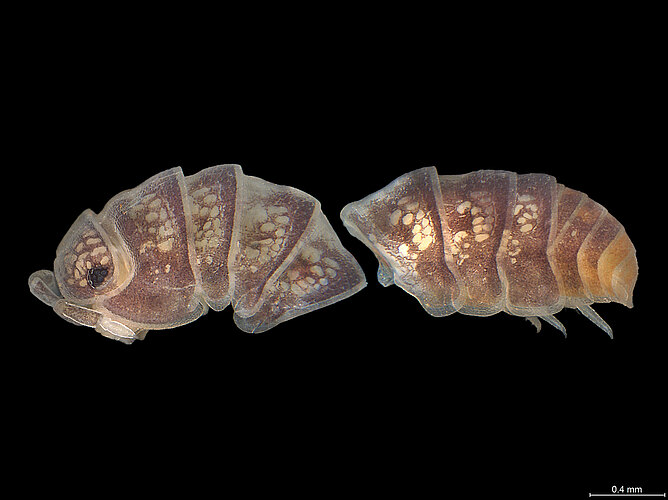 FP-13976