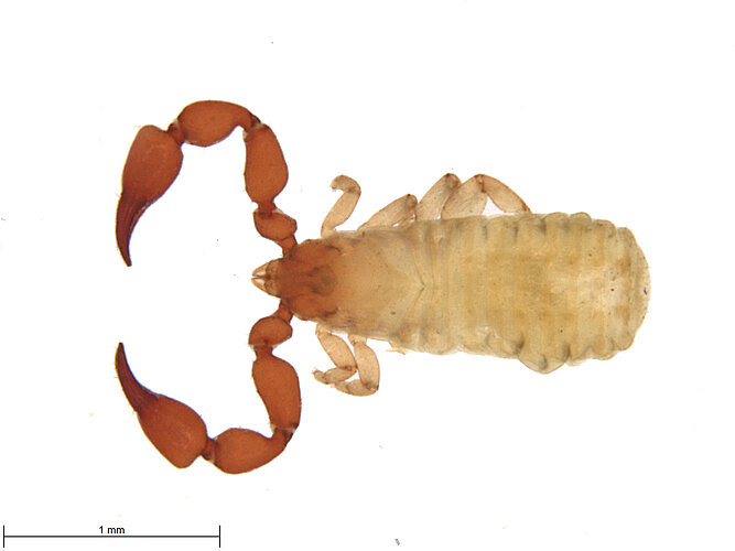 FP-13292
