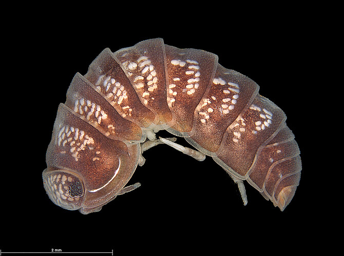 FP-11889 (SJ 49)