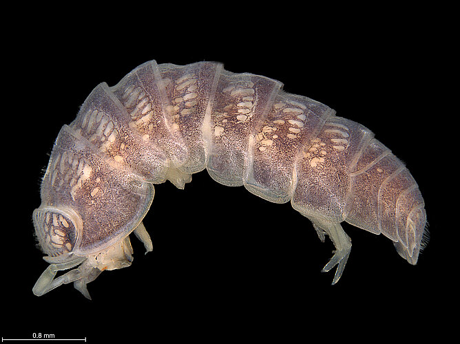 FP-12515