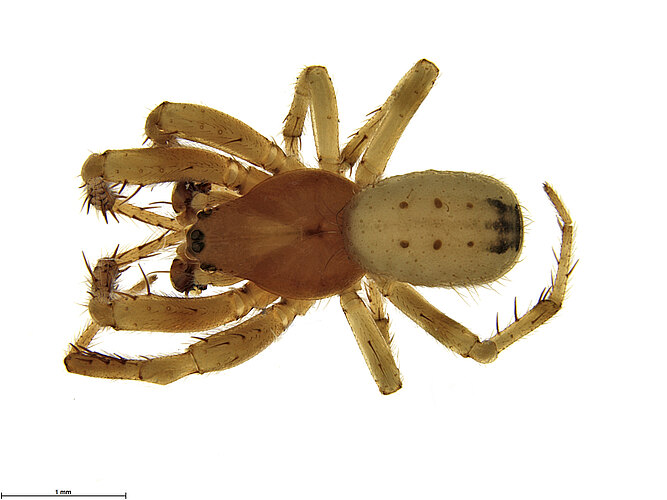 mulieraria