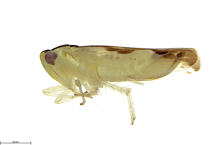 histrionicula