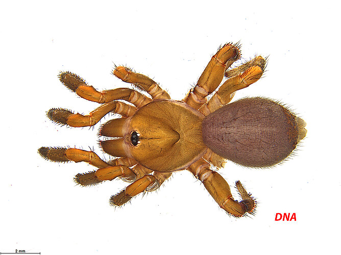 FP-13454