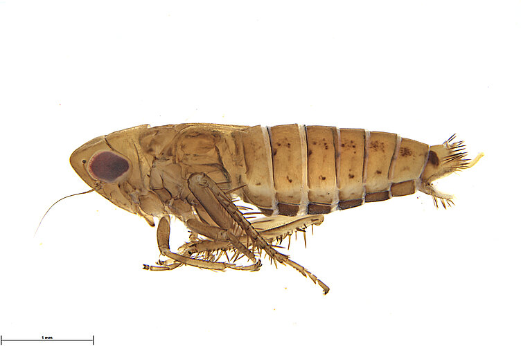 FP-819