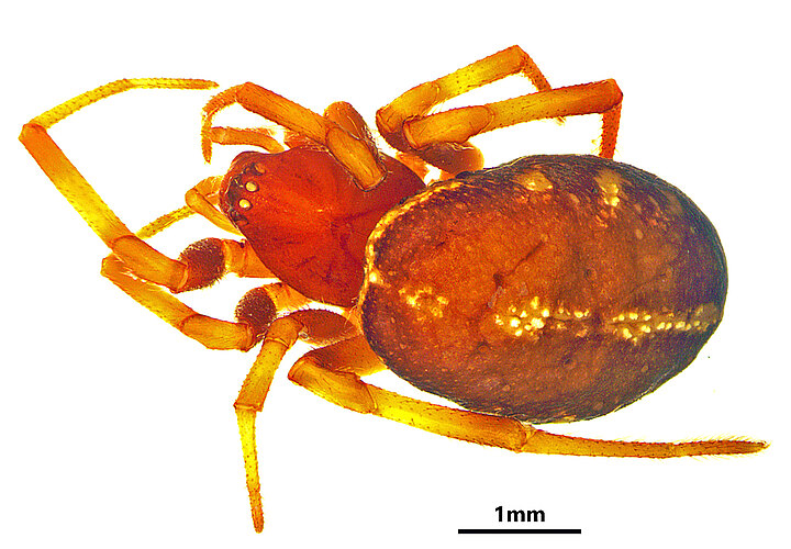 adumbrata