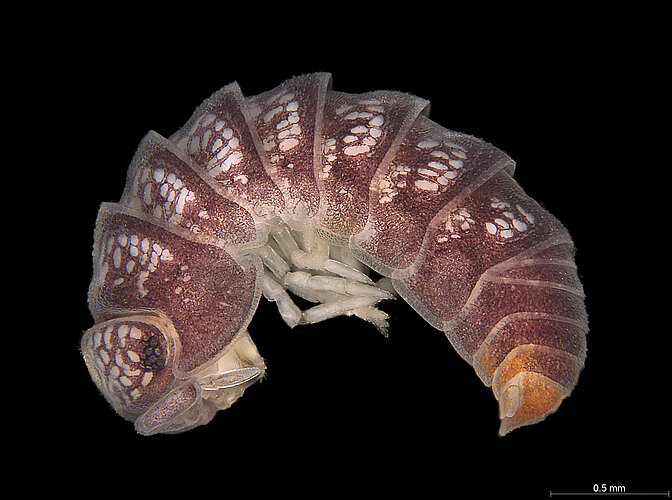 FP-13971