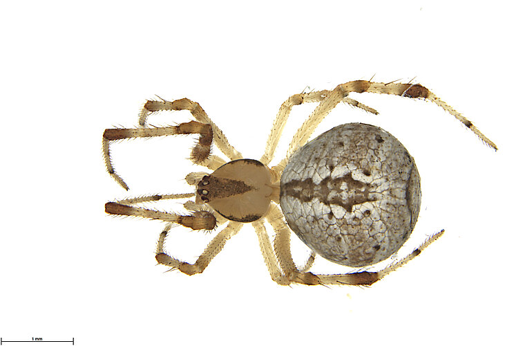FP-14135