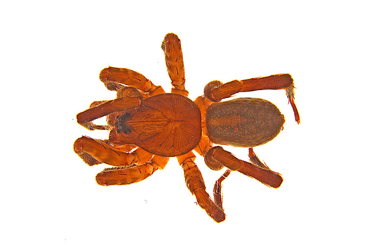 hildegardae