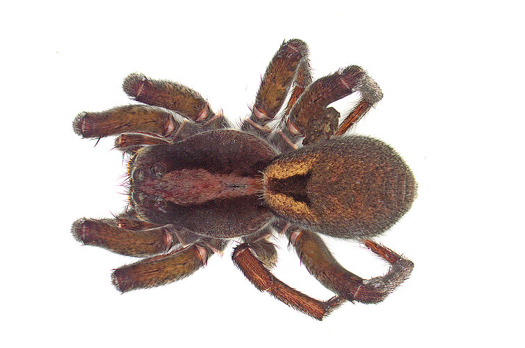 australicola