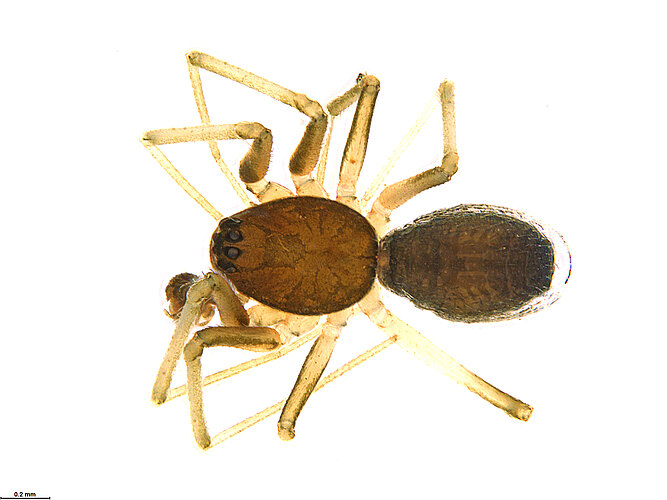 FP-12351