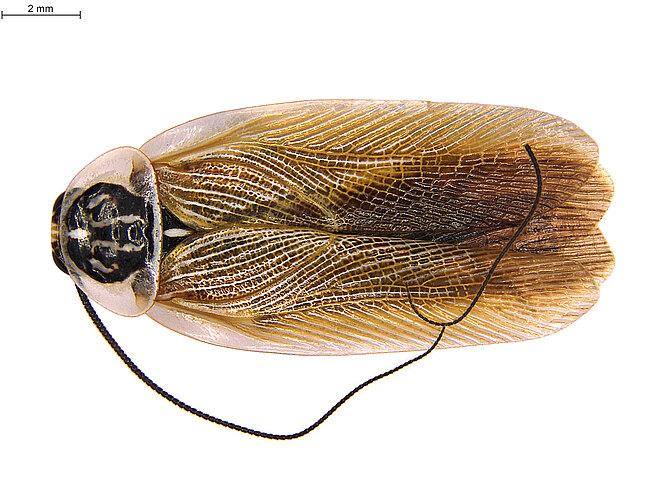 hebardi