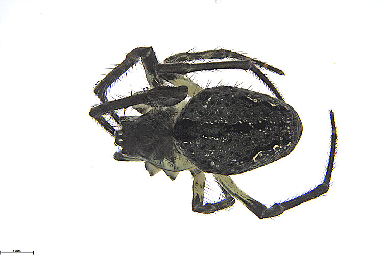 FP-14144