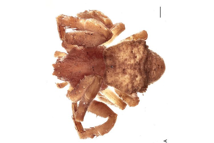 bicornis