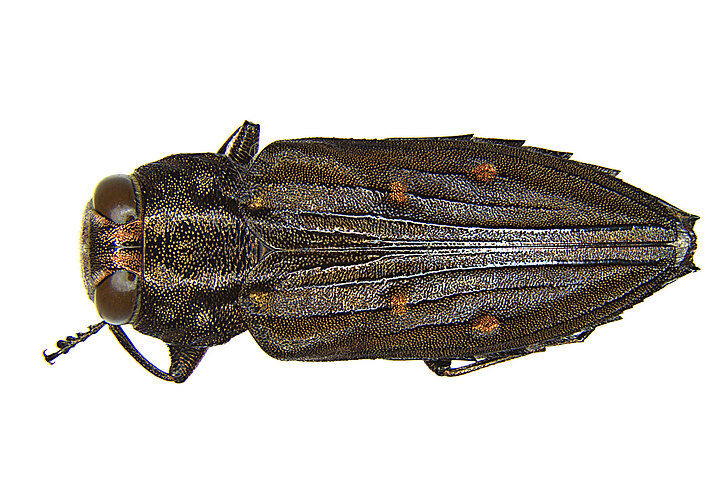 subsimilis