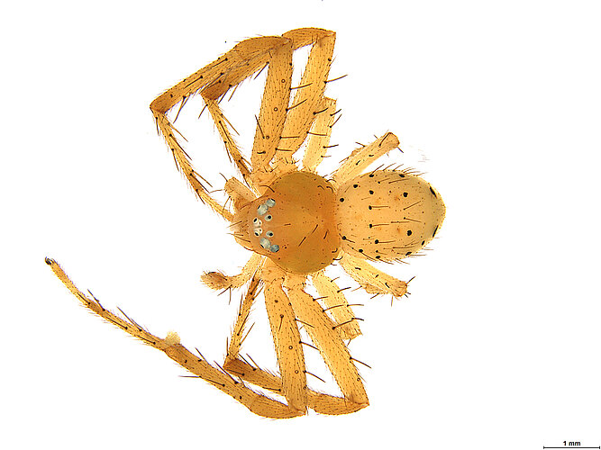 evanida