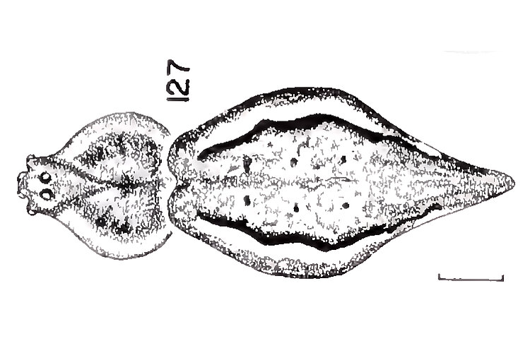 oxyaloides