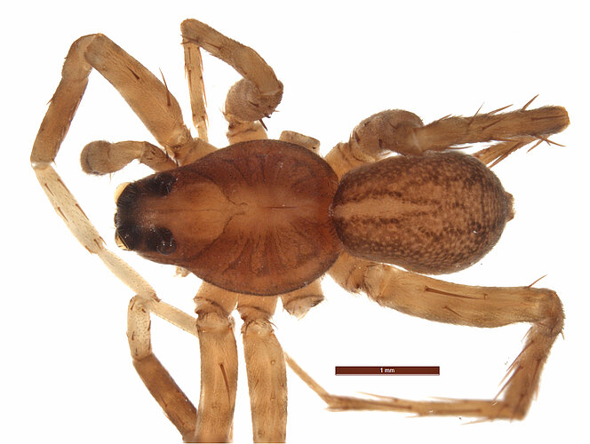myallensis