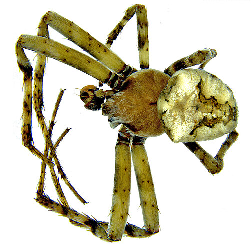 orientalis
