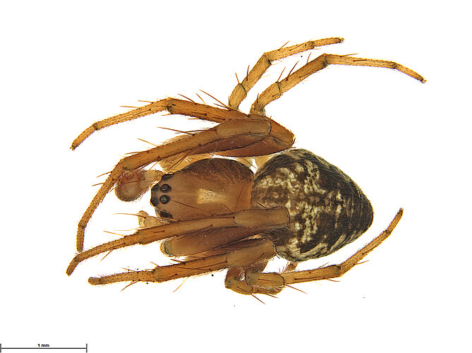 FP-12680