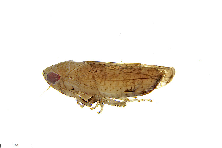 apicalis