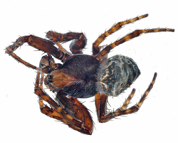 sydneyica